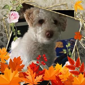 Meet your Posher, Thao